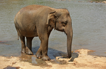 Elefant im Fluss