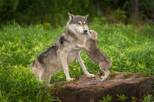 Fototapeta Grey Wolf (Canis lupus) Pup Jumps Up on Adult