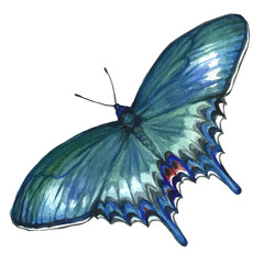Butterfly of turquoise color in watercolor