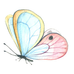 Butterfly pink in watercolors