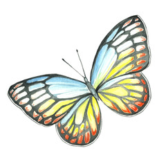 Watercolor Butterfly. Very beautiful colored butterfly
