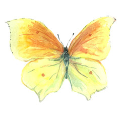 Butterfly colors in watercolors