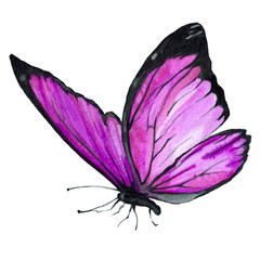 Butterfly purple watercolor. Illustration. Handmade.