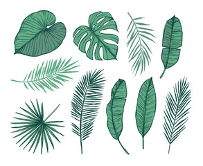 Hand drawn vector illustration - Palm leaves (monstera, areca palm, fan palm, banana leaves). Tropical design elements. Perfect for prints, posters, invitations etc - 143356211