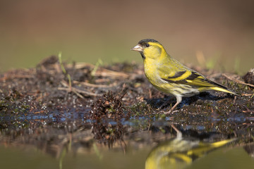 European Siskin