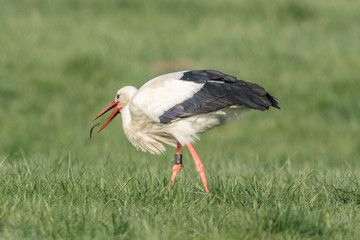 storch