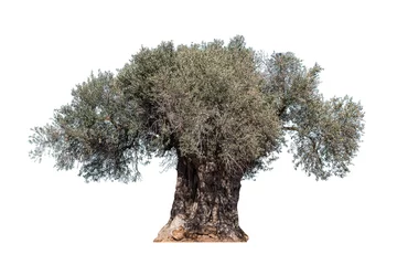 Wall murals Olive tree old olive tree