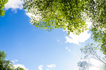 Gorgeous blue sky and clouds obstructed by trees on a sunny day