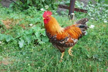 Beautiful rooster in grass