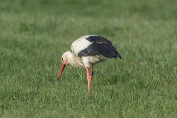 wildvogel