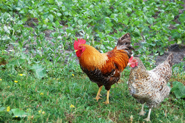 Beautiful rooster and hen