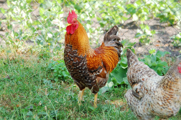 Beautiful rooster and hen