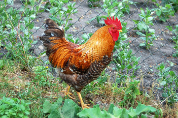 Beautiful rooster in grass
