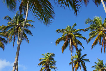 Fototapeta na wymiar Tropical palm trees, sky and moon