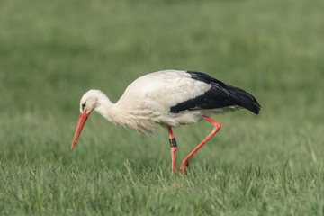 wildvögel