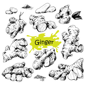Hand drawn ginger set