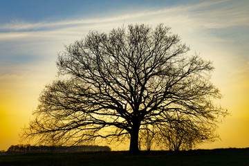 Silhouette eines Baumes im Sonnenuntergang