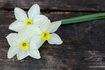 Fototapeta na wymiar light yellow daffodil flowers on dark wood