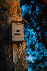 Beautiful wooden birdhouse on tree in forest