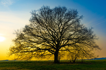 Fototapeta na wymiar Silhouette eines Baumes im Sonnenuntergang