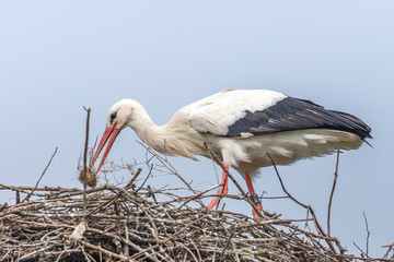 störche beim nestbau