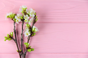 Branches of a blossoming cherry on a pink background	
