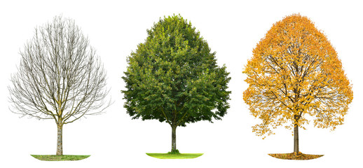 Tree silhouette isolated Spring summer autumn © LiliGraphie