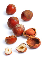Hazelnut - 3
