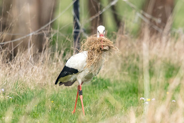 Weißstorch mit grasbüschel