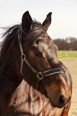 Obraz premium ritratto di cavallo rosso