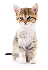 Kitten on white background.