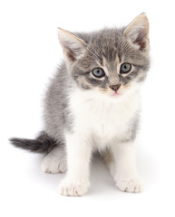 Kitten on white background.