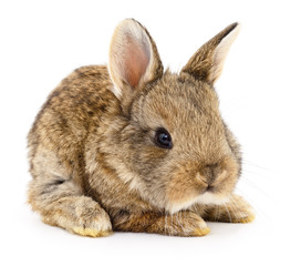 Obraz premium Brown bunny rabbit.