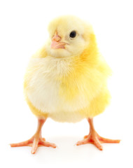 Small yellow chicken