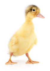 one yellow duckling