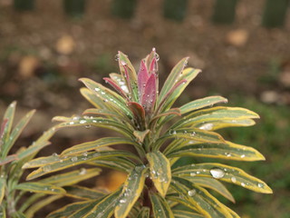 Gartenpflanze mit Wassertropfen..