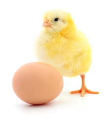 Obraz premium chicken and egg