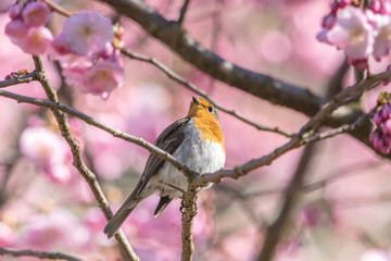 vogel im baum