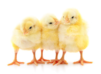 Three cute chicks.