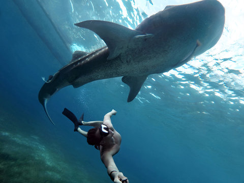 Underwater Photographer Swimming With Whale Sharks And Makes Selfie In The Philippines