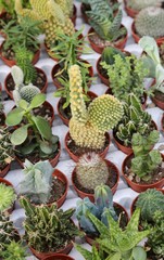 many cactus plants for sale in the greenhouse