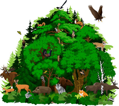 vector north woodland forest with animals