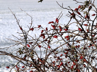 Hagebutten im Winter
