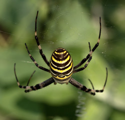 Spider on spiderweb