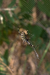 Spider on spiderweb in summer