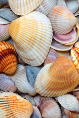 Shells of anadara at sun summer day