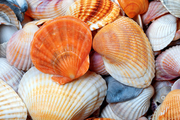 Shells of anadara and scallop
