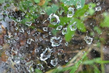 Dew on a spider web