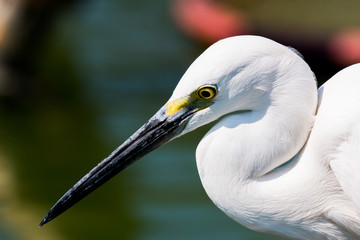 little egret (egretta garzetta)
