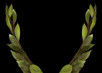 Green Laurel branch on black background